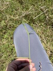 Paspalum distichum