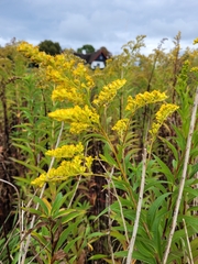 Solidago canadensis