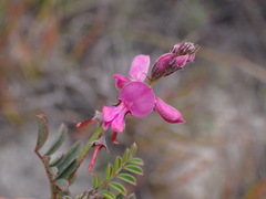 Indigofera declinata