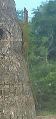 Anolis porcatus