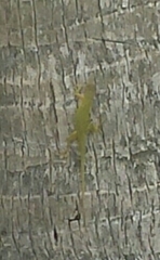 Anolis porcatus