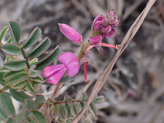 Indigofera declinata