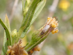 Nysius graminicola