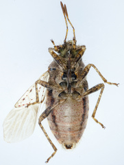 Arhyssus scutatus