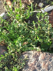 Polygonum aviculare