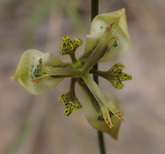 Moraea unguiculata