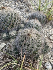 Coryphantha sulcata