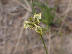 Moraea unguiculata