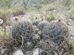 Coryphantha sulcata