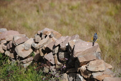 Rhopospina alaudina