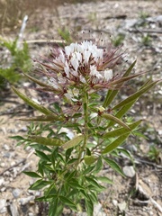 Polanisia dodecandra