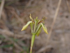 Moraea unguiculata