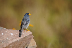 Rhopospina alaudina
