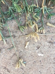 Dactyloctenium aegyptium