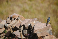 Rhopospina alaudina