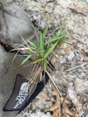 Dichanthelium acuminatum