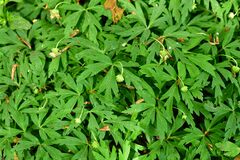 Anemonoides nemorosa