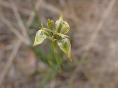 Moraea unguiculata