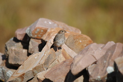Rhopospina alaudina
