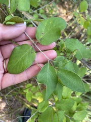 Lonicera morrowii