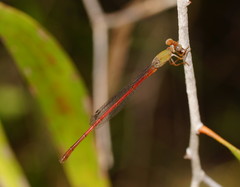 Ceriagrion aeruginosum