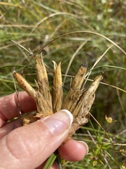 Gentiana rubricaulis