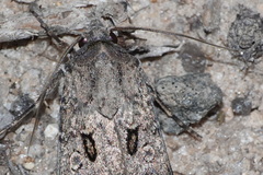 Agrotis trux