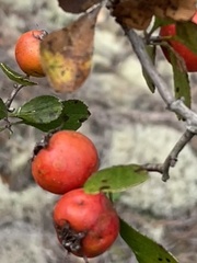 Crataegus