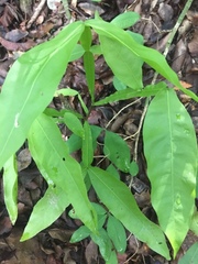 Beilschmiedia tawa