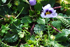 Acaulimalva nubigena