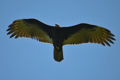 Cathartes burrovianus