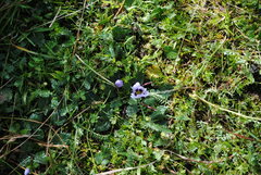 Acaulimalva nubigena