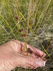 Juncus canadensis