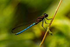 Chlorocypha aphrodite