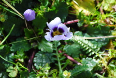 Acaulimalva nubigena