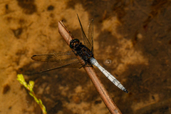 Orthetrum microstigma