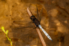 Orthetrum microstigma