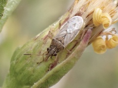 Nysius graminicola