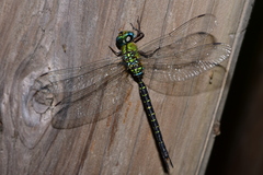 Gynacantha subinterrupta