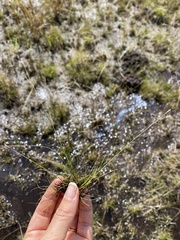 Rhynchospora capillacea