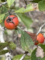 Crataegus