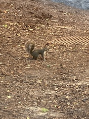 Sciurus carolinensis