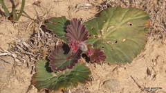 Pelargonium lobatum