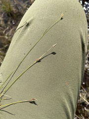 Rhynchospora capillacea