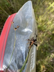 Juncus brachycephalus