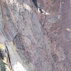 Scolytus