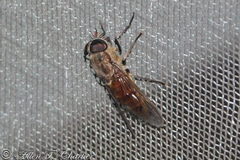 Hybomitra