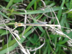 Paracercion hieroglyphicum