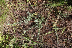 Enchylaena tomentosa