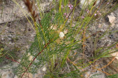 Serruria fasciflora